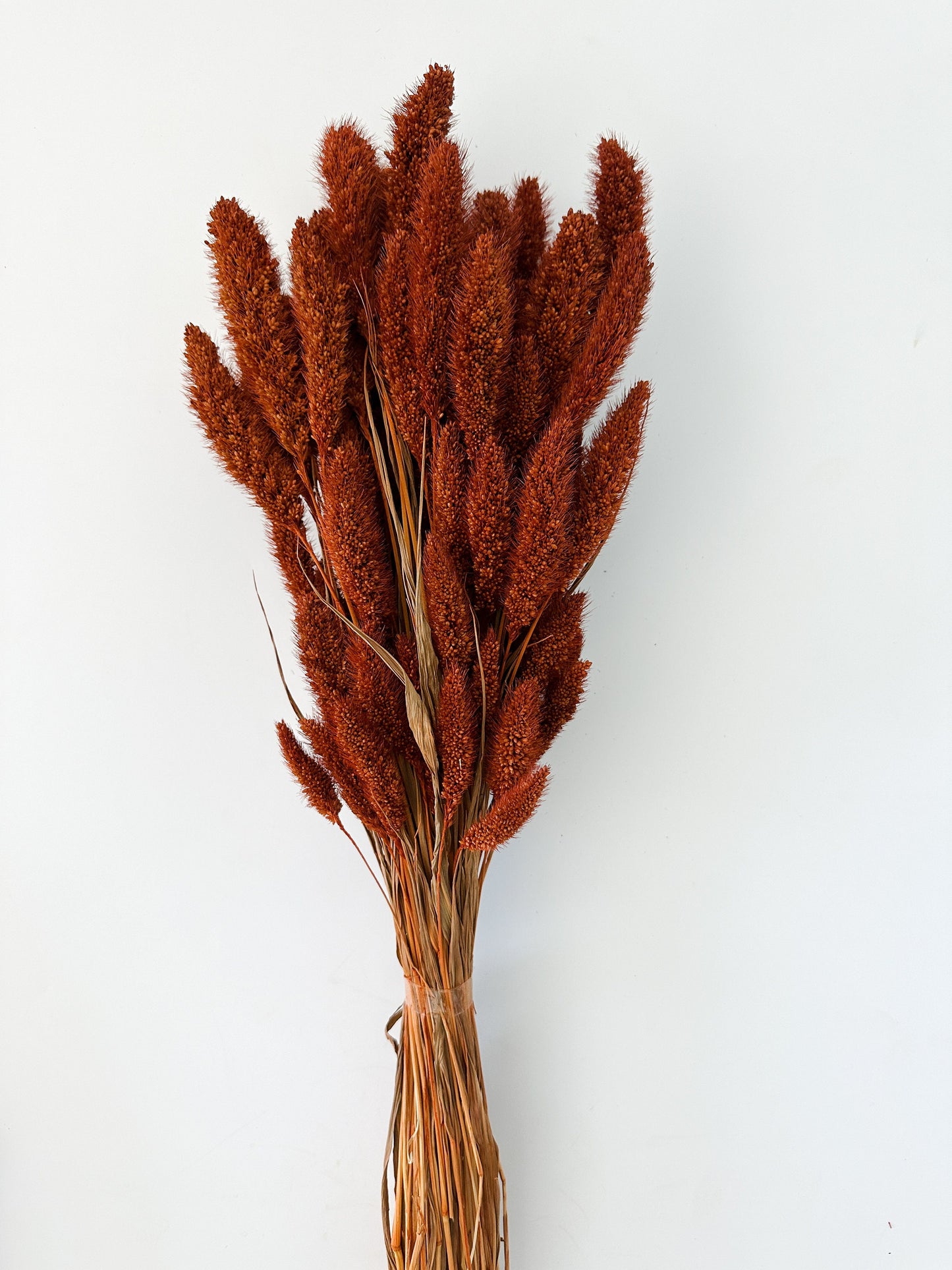 Rust, Burnt Oak Setaria Grass/ Dried Flowers/ Dried Grass