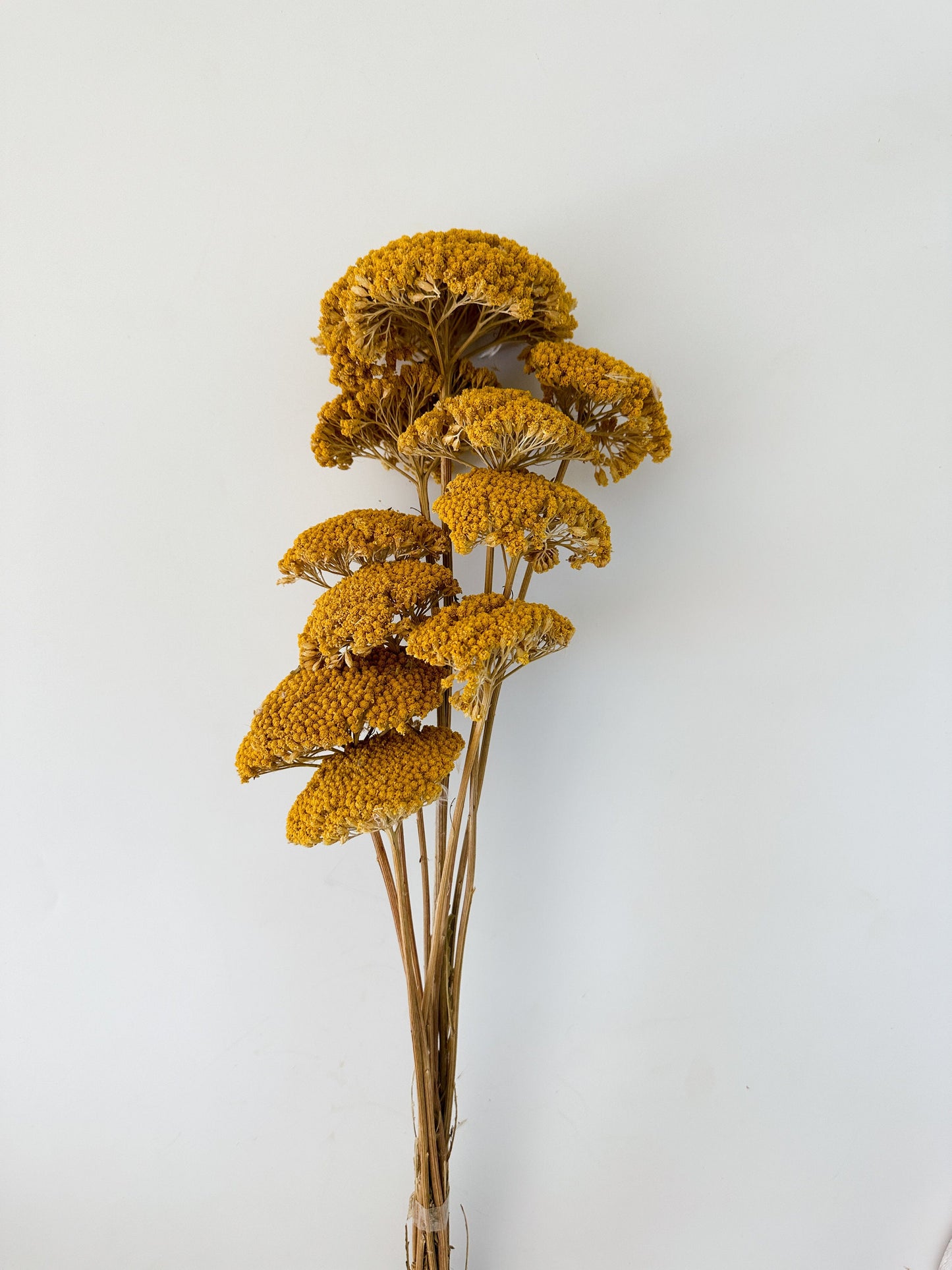Dried Yellow, Mustard Yarrow/ Dried Flowers/ Dried Grass