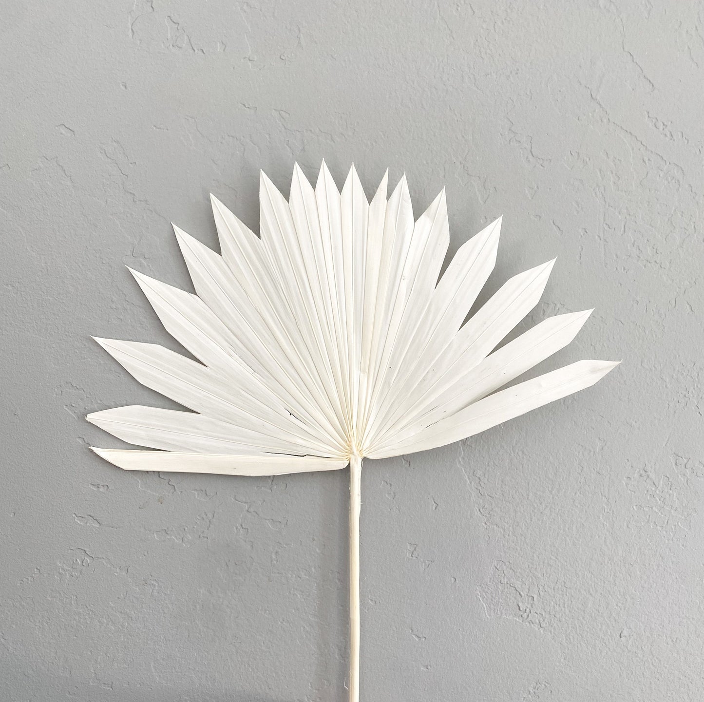 White Sun Palm (3 stems)