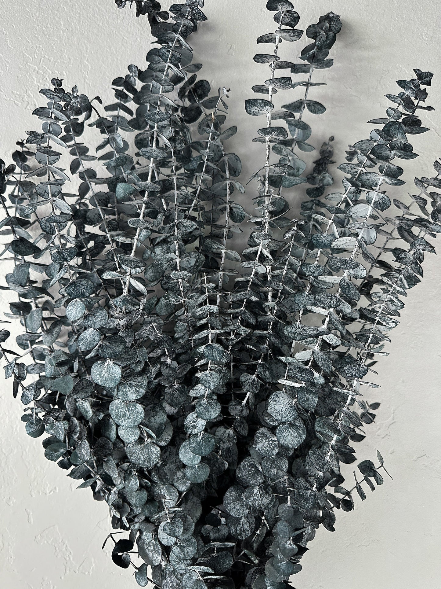 Preserved Spiral Eucalyptus