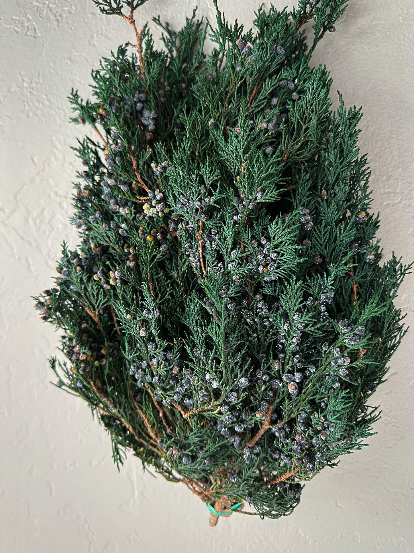 Preserved Juniper, Christmas Greenery