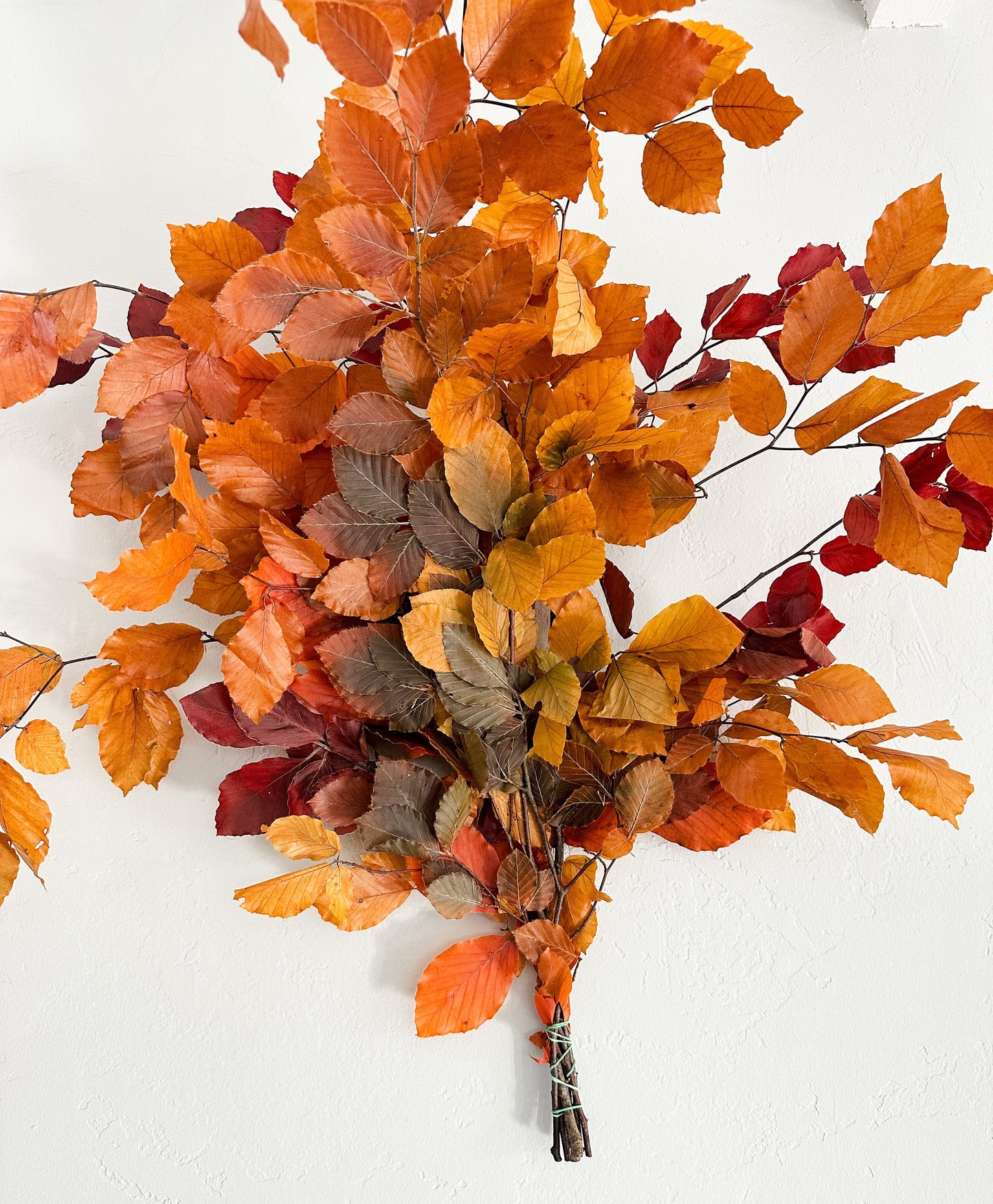 Preserved Fall Leaves, Copper Beech