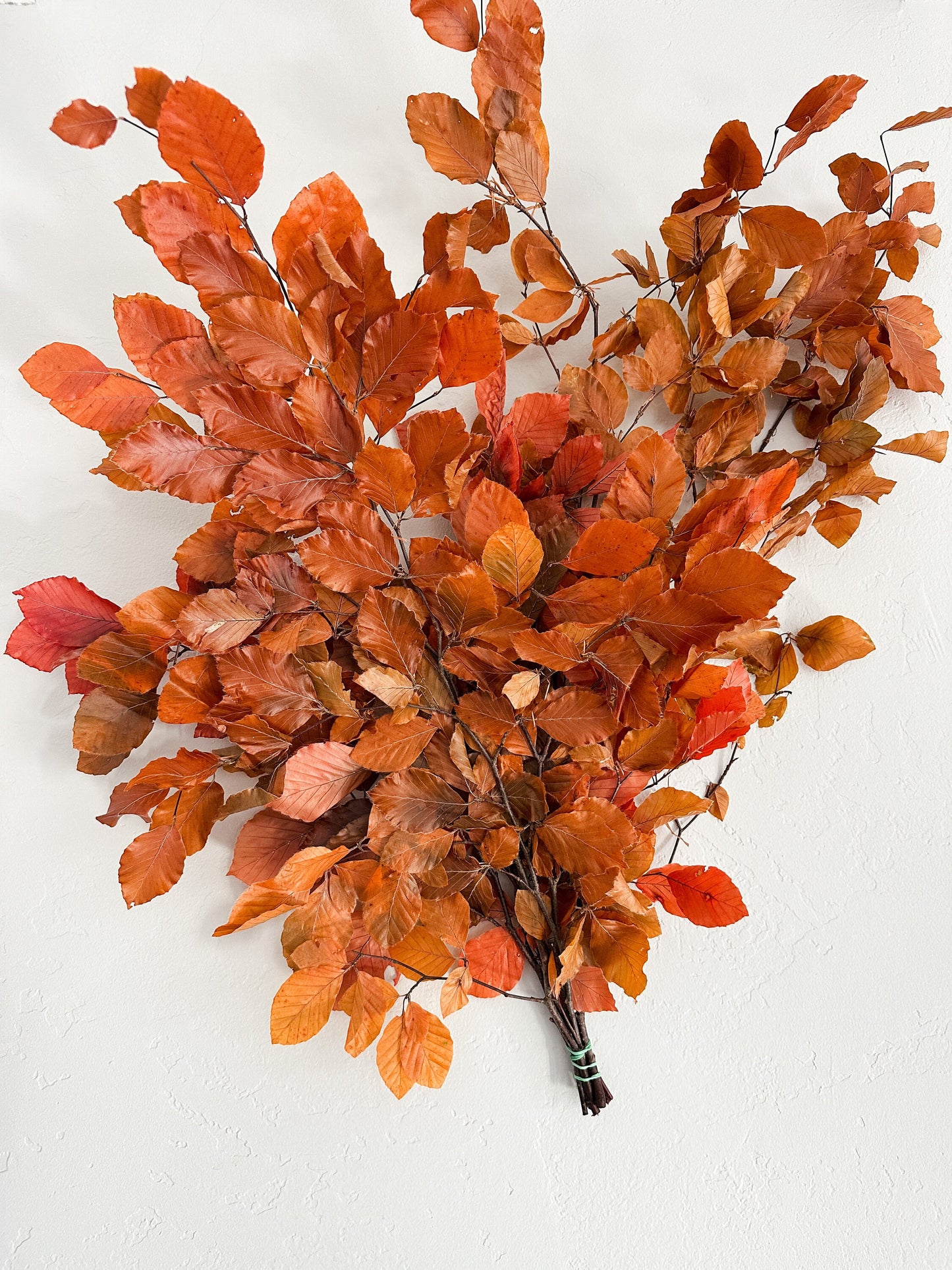 Preserved Fall Leaves, Copper Beech