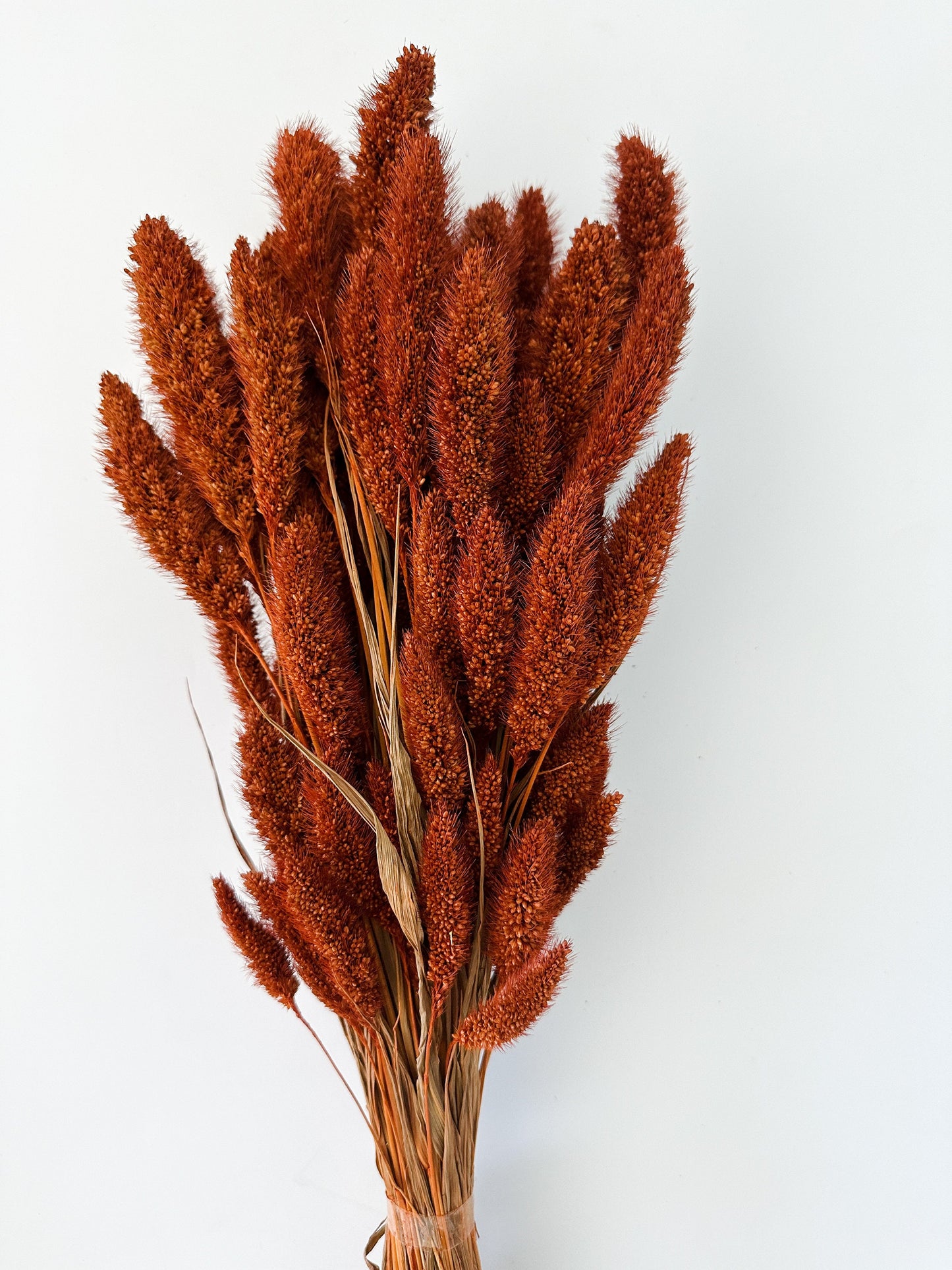 Rust, Burnt Oak Setaria Grass/ Dried Flowers/ Dried Grass