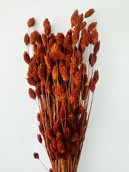 Rust, Burnt Oak Canary Phalaris Grass/ Dried Flowers/ Dried Grass