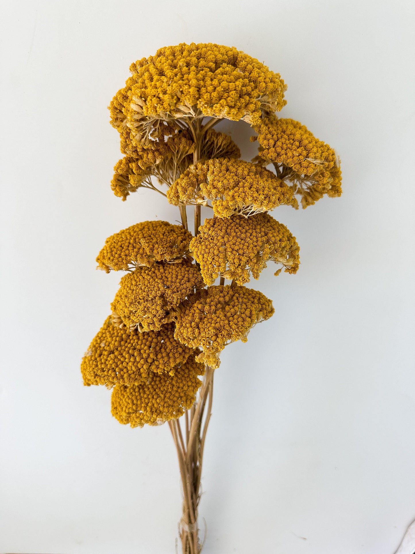 Dried Yellow, Mustard Yarrow/ Dried Flowers/ Dried Grass