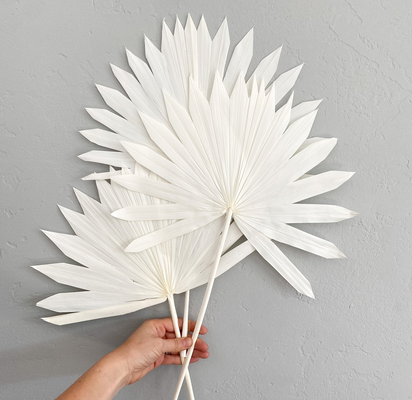 White Sun Palm (3 stems)