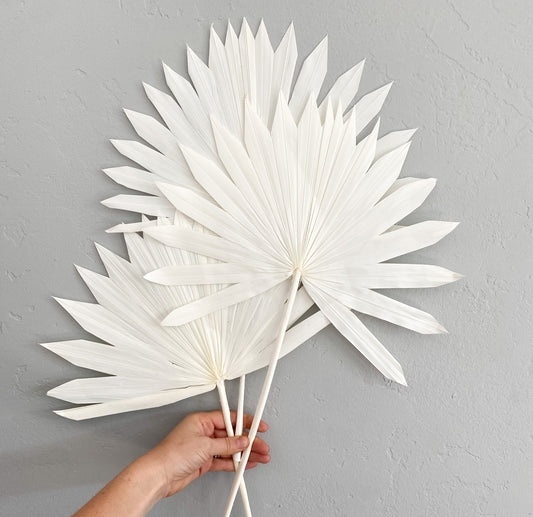 White Sun Palm (3 stems)
