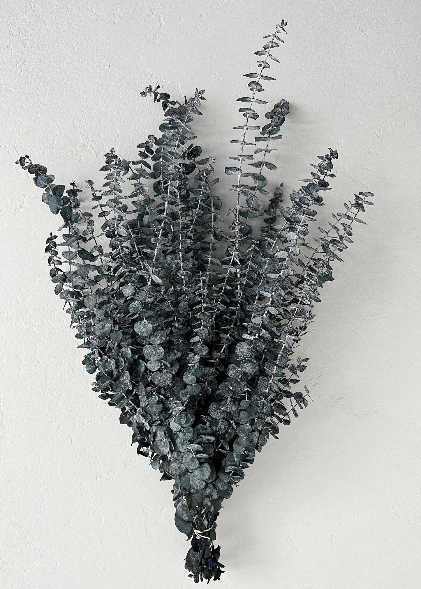 Preserved Spiral Eucalyptus