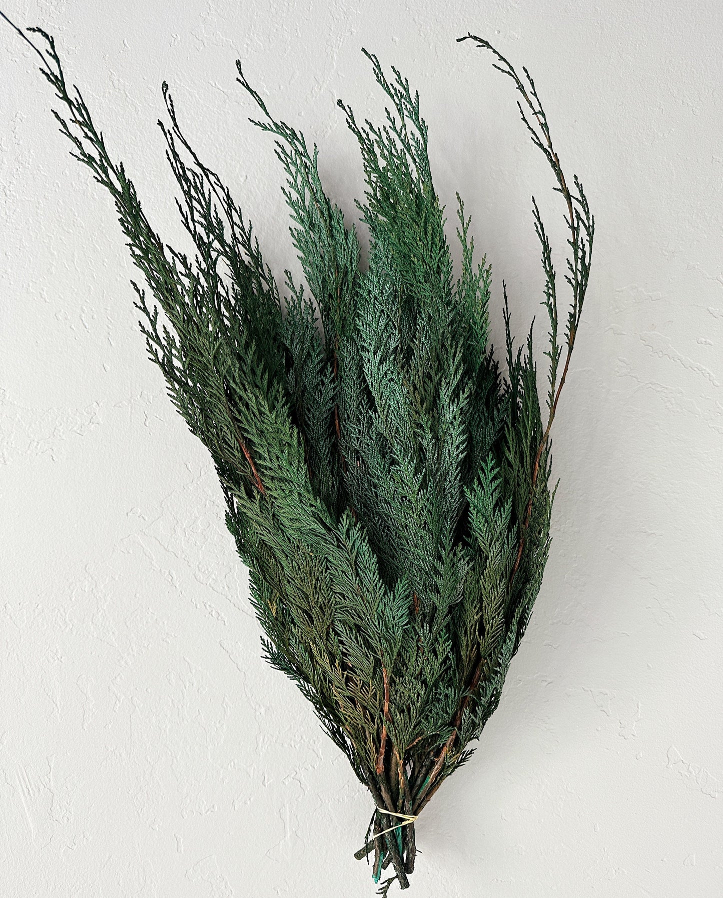 Preserved Cedar, Christmas Greenery