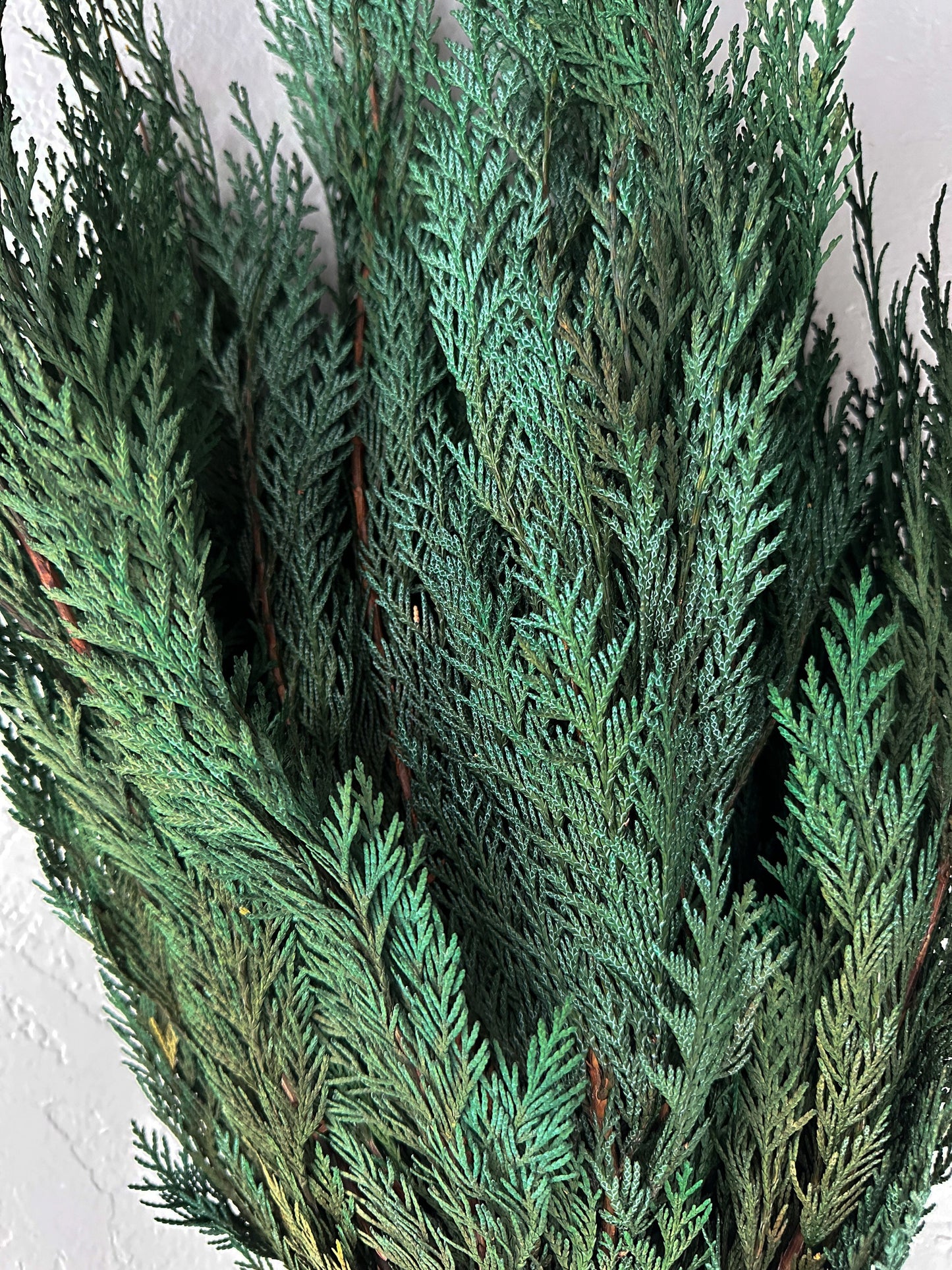 Preserved Cedar, Christmas Greenery